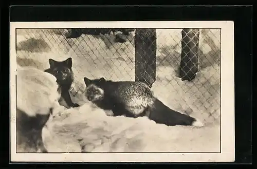 AK Rottach /Tegernsee, Silberfüchse in der Silberfuchs-Farm Wallberg