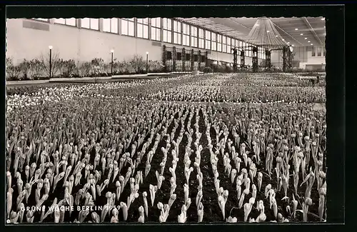 AK Berlin, Grüne Woche 1959, Tulpenfeld