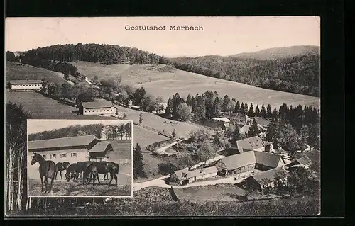AK Marbach, Gestütshof mit Umgebung aus der Vogelschau, Pferde