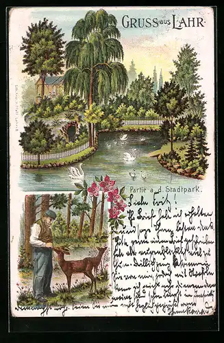 Lithographie Lahr, Partie a. d. Stadtpark, Rehe, Schwanenteich