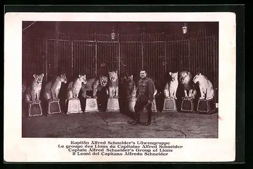 AK Kapitän Alfred Schneiders Löwengruppe im Zirkus