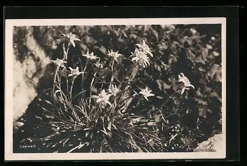 AK Edelweiss, eine Blume in voller Pracht auf Kranzplatte abgelichtet