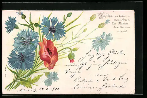 Lithographie Kornblume in blauer Pracht mit einer Mohnblume