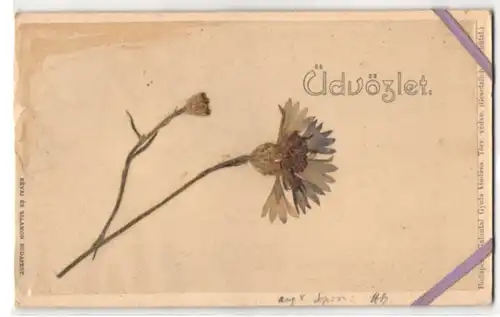 Trockenblumen-AK Getrocknete und gepresste Kornblume