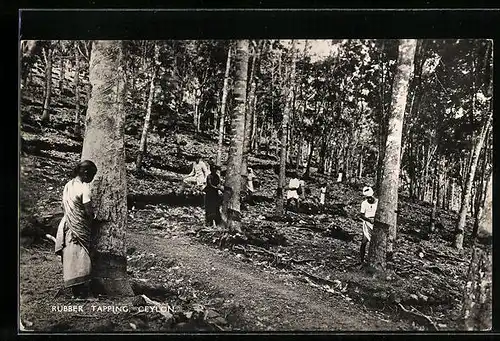 AK Ceylon, Rubber Tapping, Forstwirtschaft