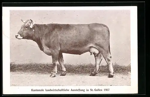AK St. Gallen, Kantonale landwirtschaftliche Ausstellung 1907, Kuh