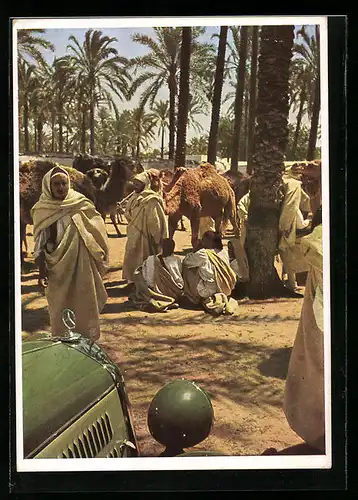 AK Im Mercedes-Benz durch Libyen: Begegnung in der Oase, Kamel-Karawane