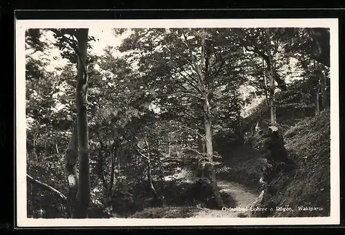 AK Lohme a. Rügen, Waldpartie im Sonnenlicht