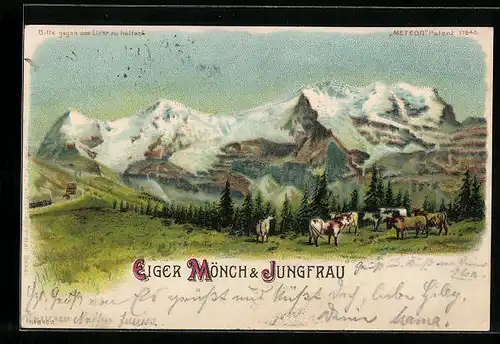 Lithographie Eiger, Mönch und Jungfrau, Kühe auf einer Weide, Halt gegen das Licht