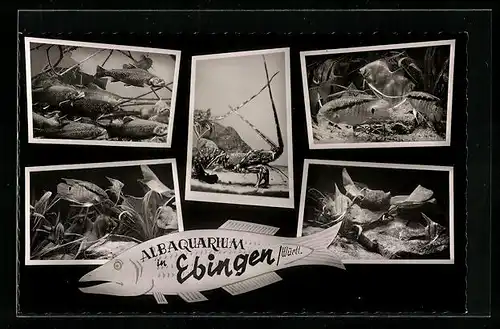 AK Ebingen /Württ., Albaquarium, Fische