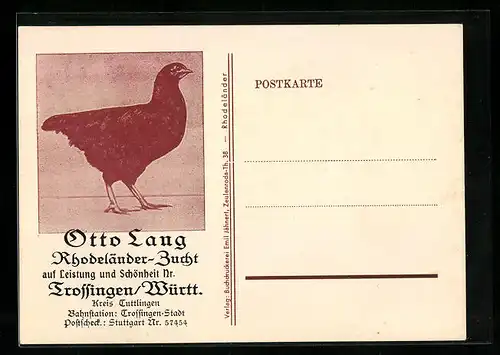 AK Trossingen /Württ., Otto Lang, Rohdeländer-Zucht