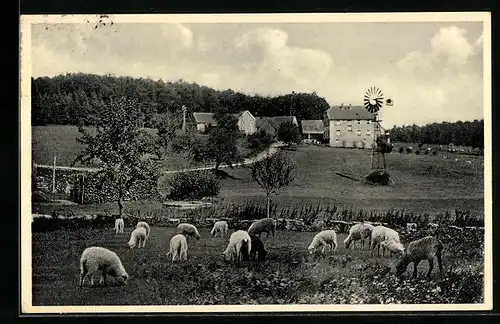 AK Bremhof / Odenw., Blick zum Gasthaus Joh. Stier, Schafe beim weiden