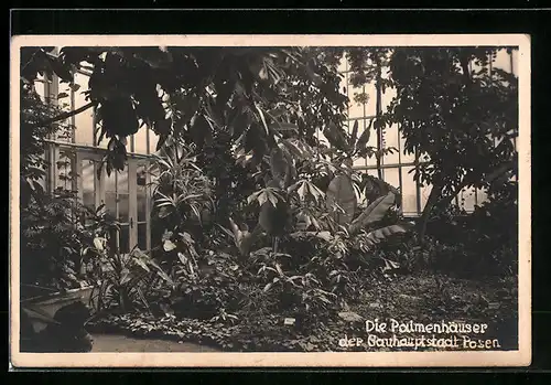 AK Posen, Inneres der Palmenhäuser