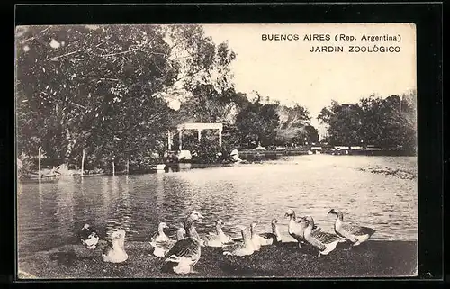 AK Buenos Aires, Jardin Zoológico, Enten