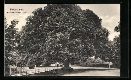 AK Bordesholm, Alte 600jährige Linde