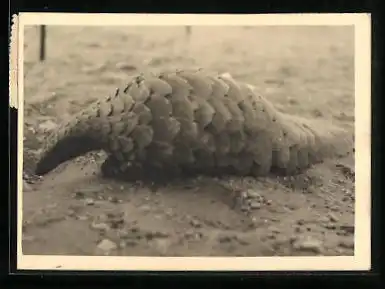 Mini-AK Ein Ameisenbär auf Sand