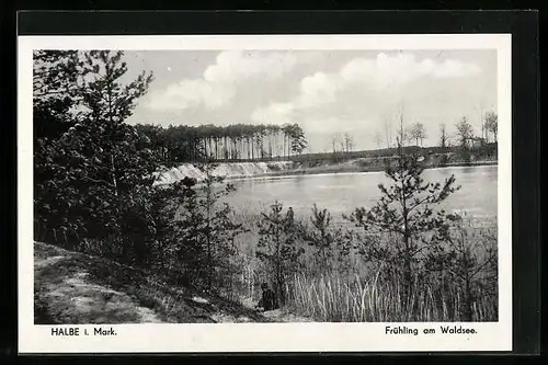 AK Halbe i. Mark, Frühling am Waldsee