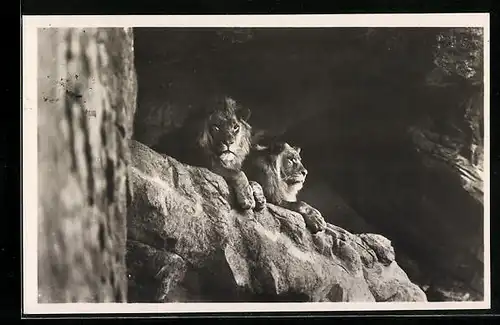 AK Hamburg-Stellingen, Löwen in der Löwenschlucht im Tierpark