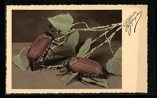 AK Zwei Maikäfer in Überlebensgrösse, Pfingstgruss