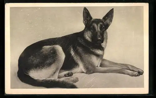 AK Portrait eines liegenden Deutschen Schäferhundes