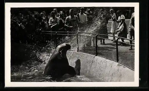 AK München, Tierpark Hellabrunn, Walross Schorsche spritzt