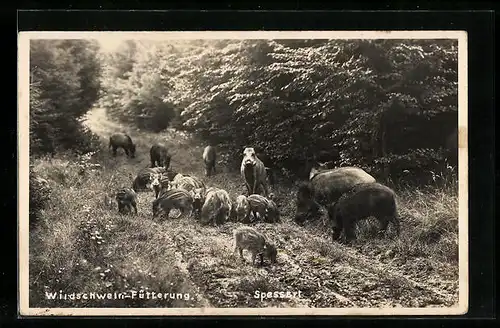 AK Spessart, Wildschwein-Fütterung im Wald