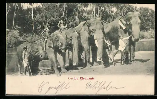 AK Ceylon, Elefanten mit Führern an einem Fluss