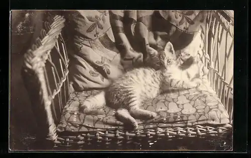 Foto-AK Junge Katze auf einem Rattanstuhl