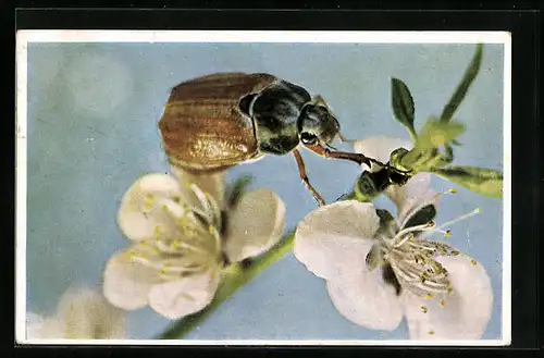 AK Maikäfer auf Apfelblüte, Makro-Foto