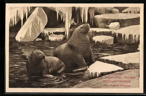 AK Hamburg-Stellingen, Robben in einem Bassin im Tierpark
