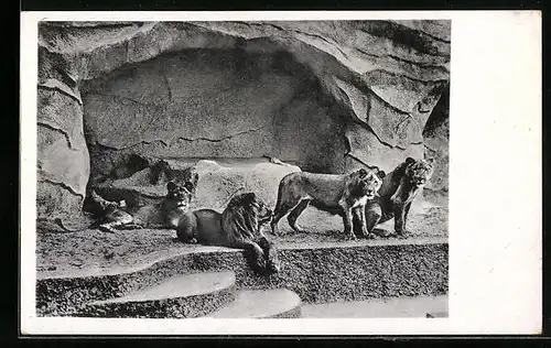 AK Halle, Löwen in der Freianlage im Zoo