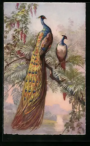 AK Pfauenpaar auf einem Baum