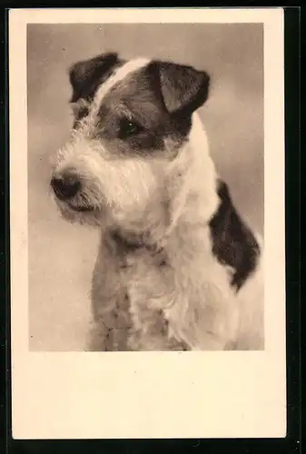 AK Portrait eines jungen Foxterriers