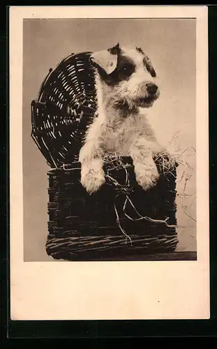 AK Portrait eines jungen Foxterriers in einem Korb