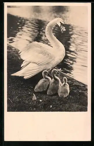 AK Schwan mit drei Küken an einem Ufer