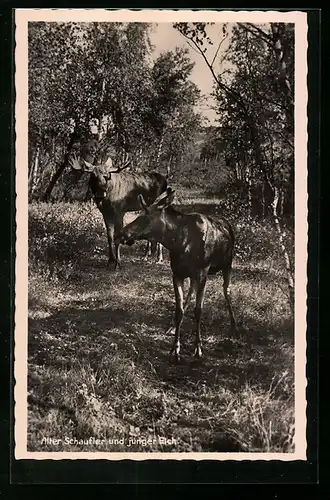 AK Zwei Elche auf einem Waldweg