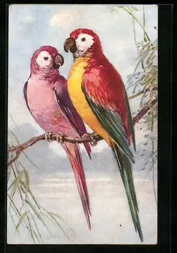 AK Papageienpaar auf einem Ast