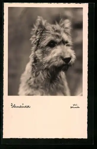 AK Portrait eines kleinen Schnauzers