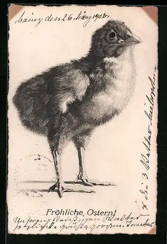Künstler-AK Fröhliche Ostern, Federzeichnung eines Osterkükens