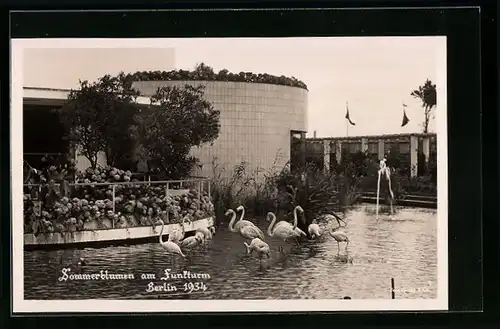 AK Berlin, Ausstellung Sommerblumen am Funkturm 1934, Gebäude und Flamingos