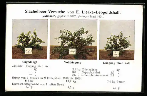 AK Reklame für E. Lierke-Leopoldshall, Stachelbeer-Versuche, Volldüngung