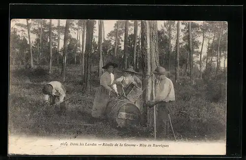 AK Dans les Landes, Récolte de la Gemme, Mise en Barriques, Forstwirtschaft