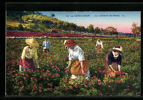 AK La Cote-D`Azur, La cueillette des Roses
