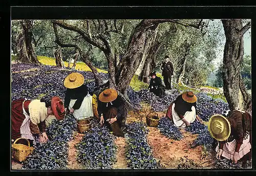 AK Cote-D`Azur, La Cueillette des Violettes