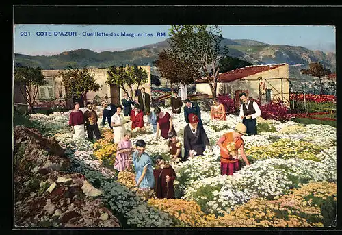 AK Cote-D`Azur, Margeritenpflücker bei der Arbeit
