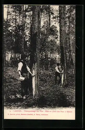 AK Landes, Carmponnage des Pins, Mise en place des Pots a Resine, Forstwirte sammeln Baumharz, Forstwirtschaft