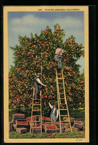 AK California, Picking Oranges