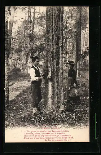 AK Landes, Résinier, Arbeiter sammelt Harz, Forstwirtschaft