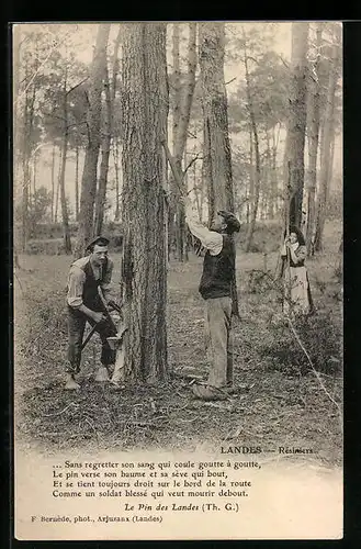AK Landes, Résiniers, Arbeiter sammeln Harz, Forstwirtschaft