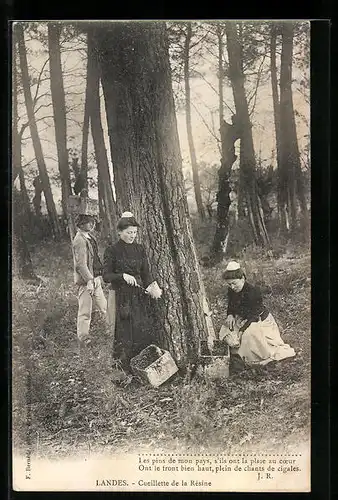 AK Landes, Cueillette de la Résine, Forstwirtschaft